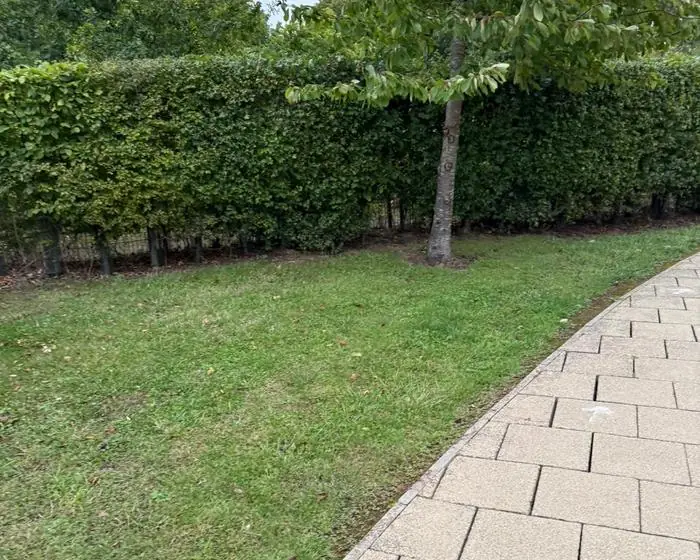 Boundary hedge faced with the block paved path swept