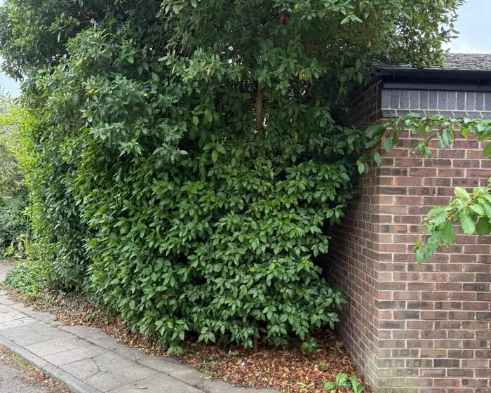 Mature hedge cut back clear of the building