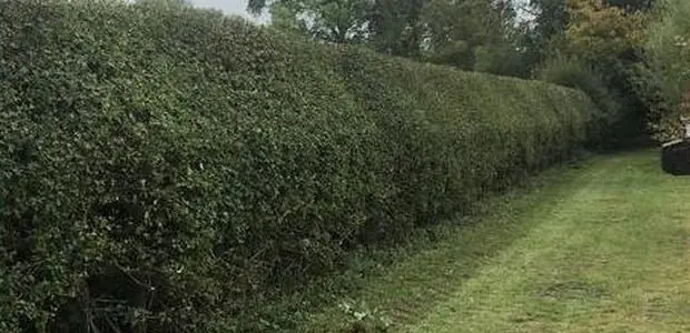 Long boundary hedge faced and topped with the path mown alongside